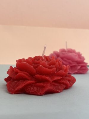 Blooming rose