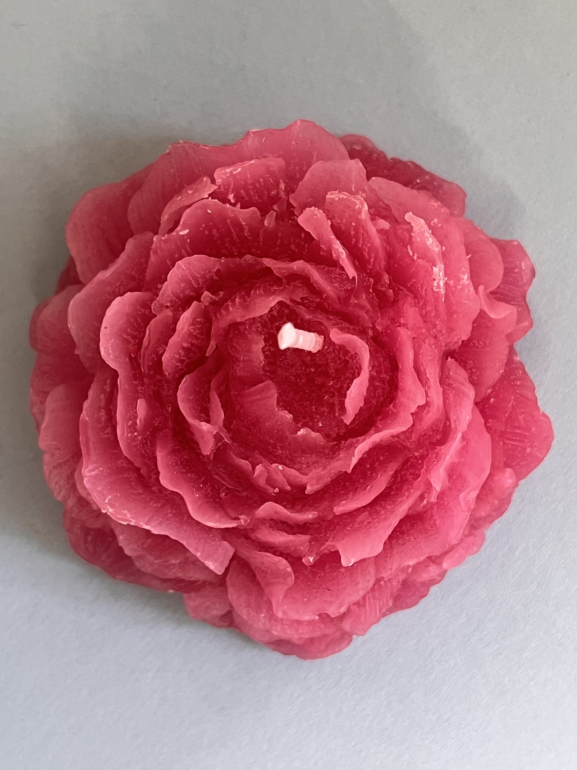 Blooming rose